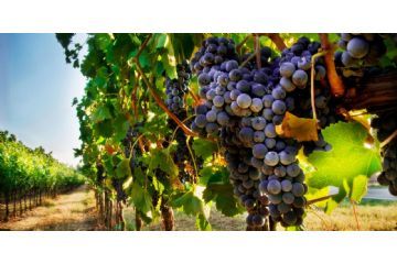 Flavescenza dorata - Comunicazioni dalla regione Piemonte