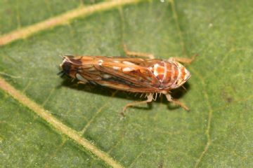 Popillia japonica